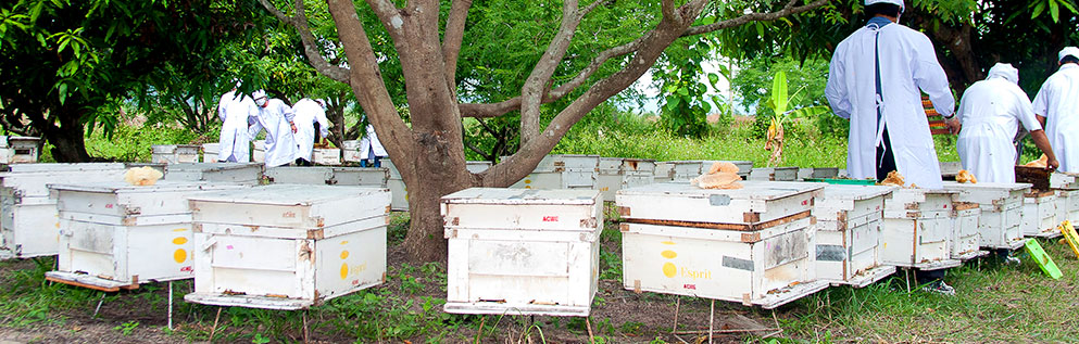 タイの養蜂場